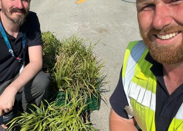 Two people kneeling beside trays of donated plants at the Heckmondwike Bus Hub project, including an R G Carter site manager in a hard hat and hi‑vis vest, preparing the plants for Leeds University Technical College.
